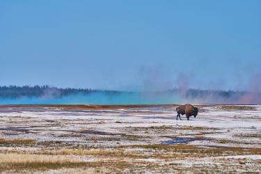 Thumbnail of Bison besides Grand Prismatic