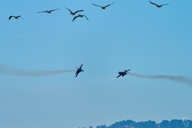 Thumbnail of Head to head, San Francisco Fleet Week 2024