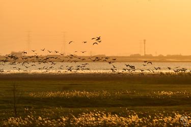 Thumbnail of Migratory Birds at Poyang Lake 鄱阳湖畔的候鸟