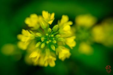 Thumbnail of Field mustard flowers, macro